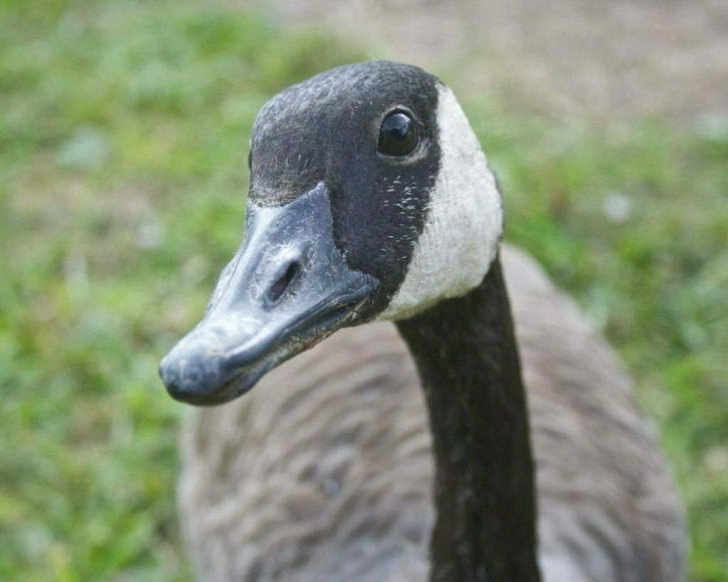 A canada goose looks at the camera, her had is tilted at an angle.