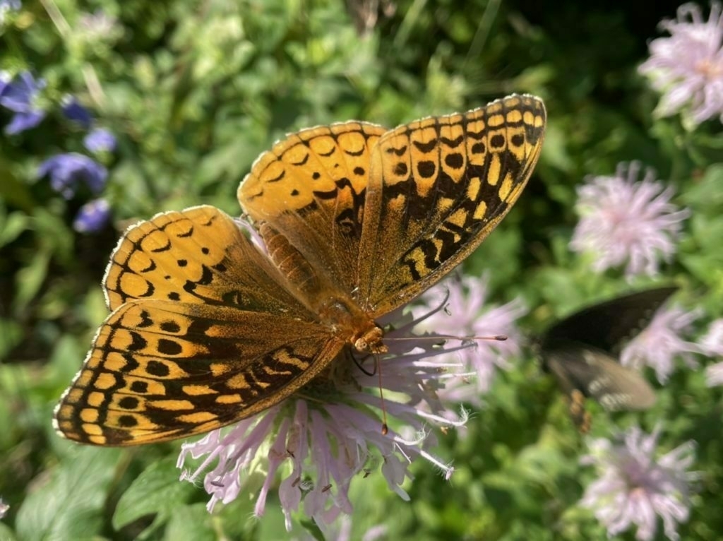 An orange butterfly is gathering nectar from pink flowers