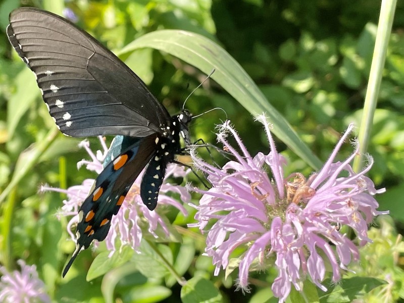 A black butterfly is gathering nectar from pink flowers