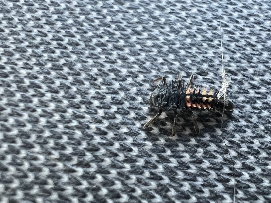 A six legged spiny black insect with pale pink markings on its back with a bit of fuzz and hair stuck to its back