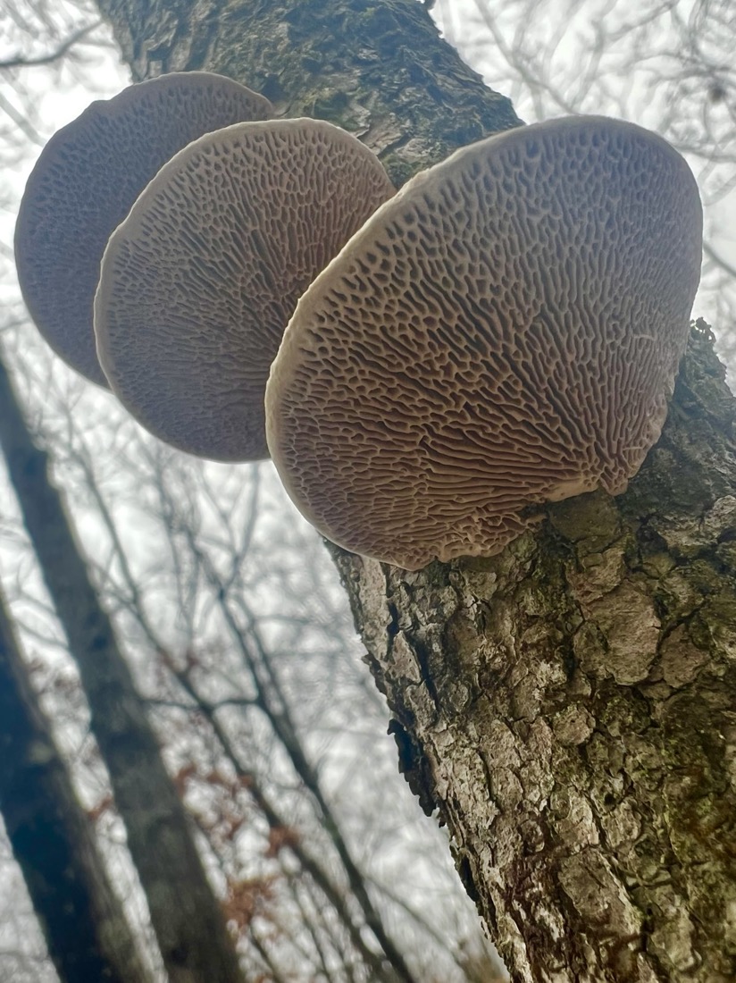 bottom up view of fungi growing from tree. The fungi is a semicircle, creamy colored oval gills