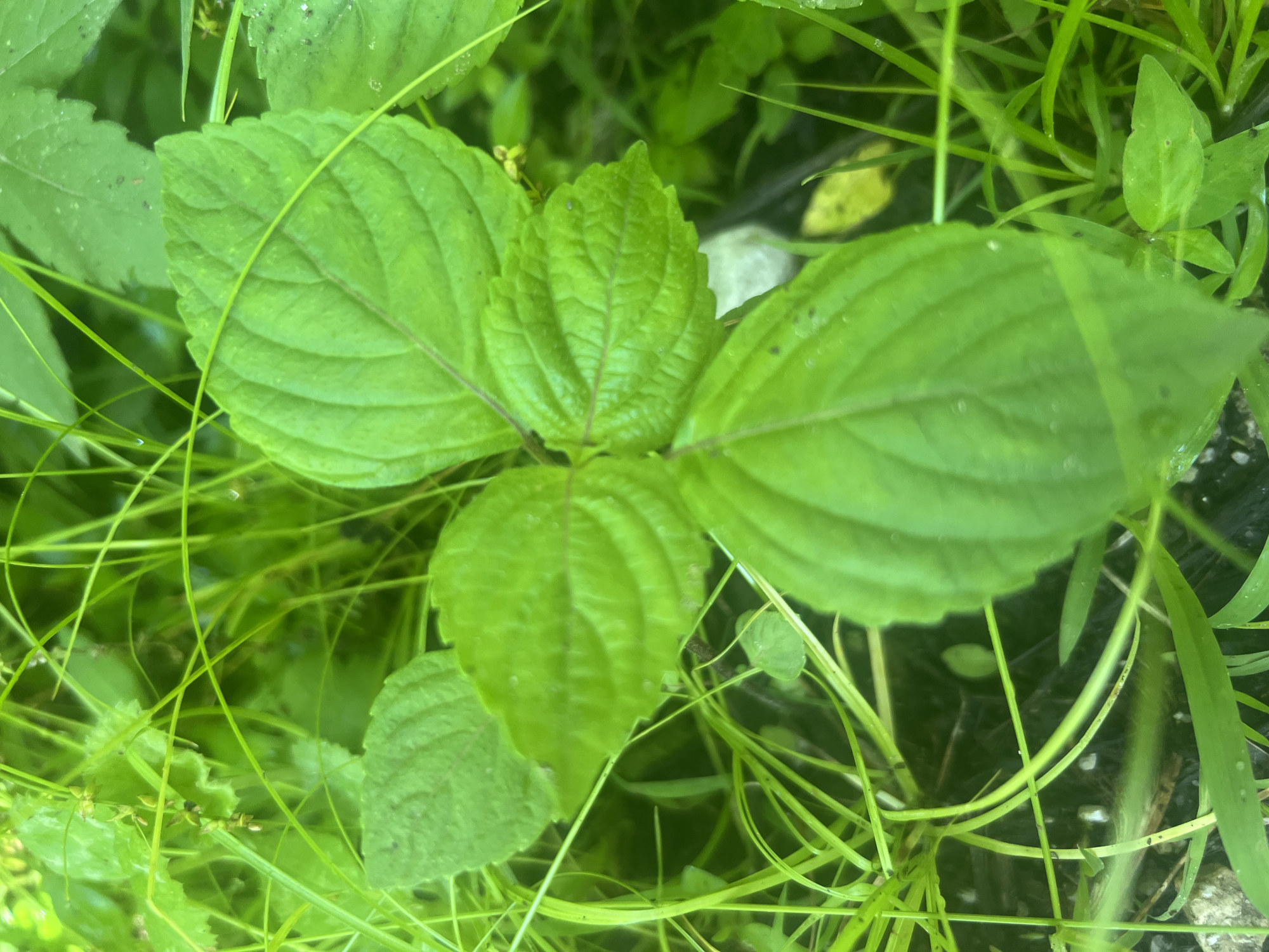 4 bright green leaves against a backdrop of tall grass